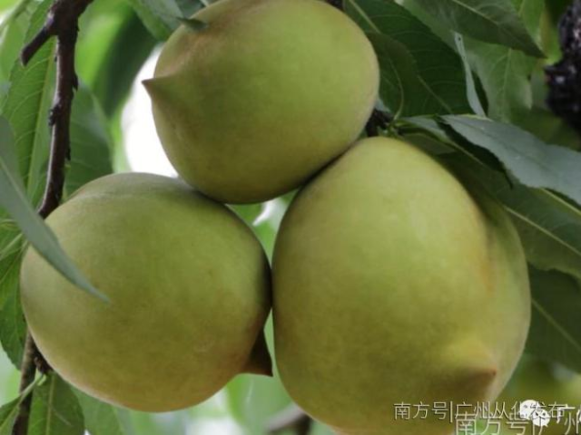 甜！脆！爽！大热天来一个从化鹰嘴桃，简直太享受了！