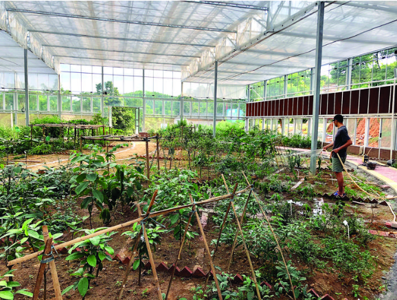 南药产业园药王谷示范种植大棚里品种多样。