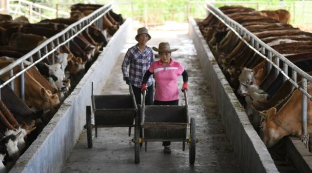 视频｜集体收入增长超百倍，这个千年古村为何这么“牛”？