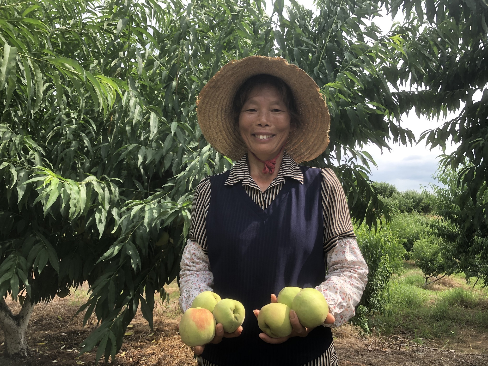 甜！脆！爽！南雄香草世界鹰嘴桃成熟开园采摘啦！