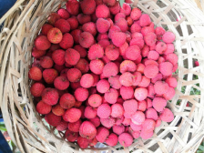 手快有手慢无！惠来荔枝掀尾市采购小高潮，优质井岗红糯、怀枝仅剩少量