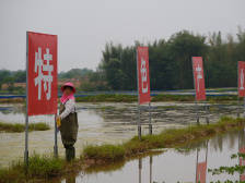 韶关南雄下湖村：小龙虾“下田”激起千亩“活水”