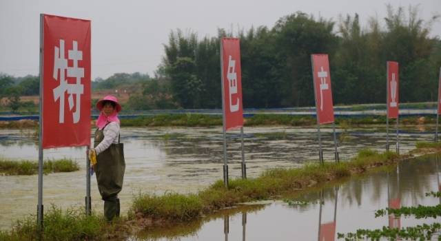 韶关南雄下湖村：小龙虾“下田”激起千亩“活水”