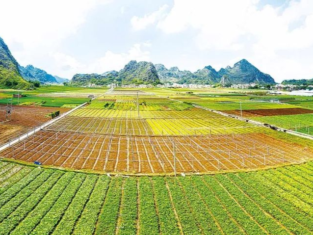 罗定市:小康路上扶一把 产业振兴齐致富