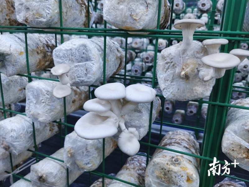 黄江对口帮扶韶关