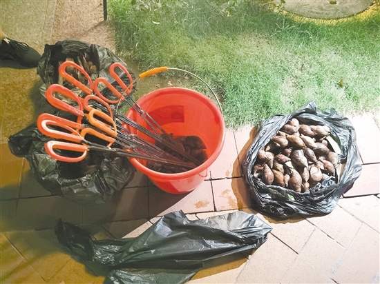 被捡拾在一起的“福寿螺”。 被捡拾在一起的“福寿螺”。