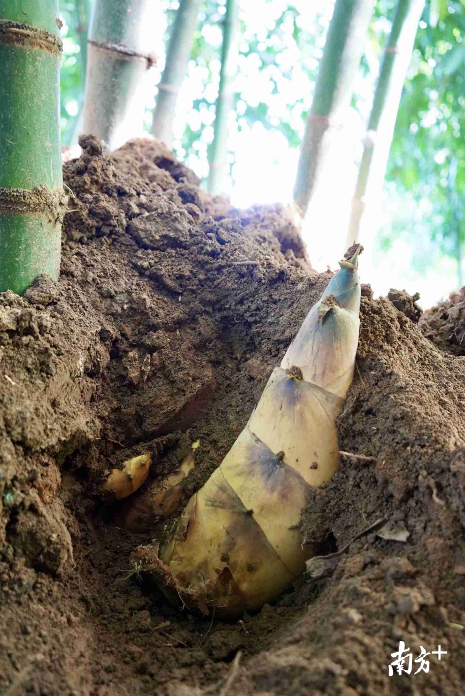 由于独特的地理优势，旦家园出产的竹笋质量上乘。