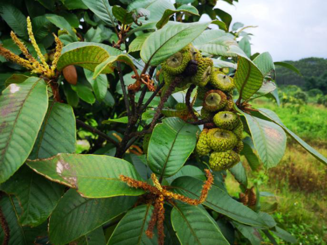 南方 :佛冈石角镇观山村:益肾子种植让扶贫致富路更宽
