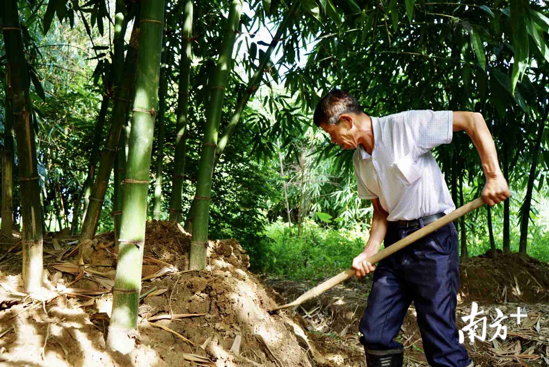 每到笋季，当地居民一大早就忙着挖笋。