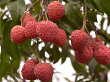 多举措齐下！汕尾荔枝销售情况向好，顺利进入收尾阶段