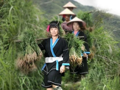 小康路上她力量|传承百年!这位瑶族妇女种的米有故事