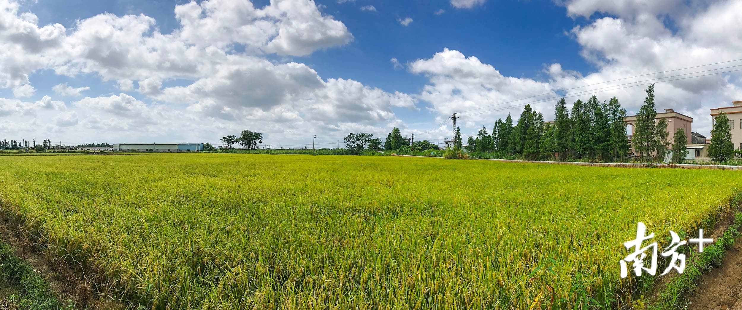 黄圃镇永平社区百亩稻田原是村中的废旧砖厂闲置地,2018年,在中山市和黄圃镇的推动下,闲置土地变成集体稻田。