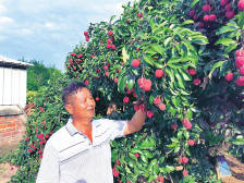 “老树”结新果！河源古竹荔枝改良品种助农增收