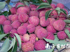 社论：2020广东荔枝销售战带来的启示