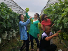 富硒瓜果串起小康生活！三水南山十里水果长廊采摘季开园