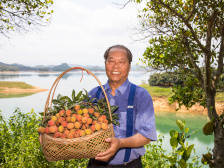 2020广东荔枝逆势而战，百万荔农“有尊严”从何而来？