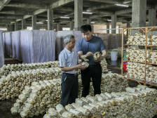 梅州大埔旧寨村：给一亩地做“加法”，“三无”村变示范村|决战决胜脱贫攻坚