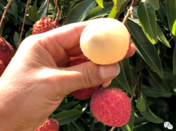 比乒乓球还大?世界最大荔枝品种在惠州上市了,你吃过吗?