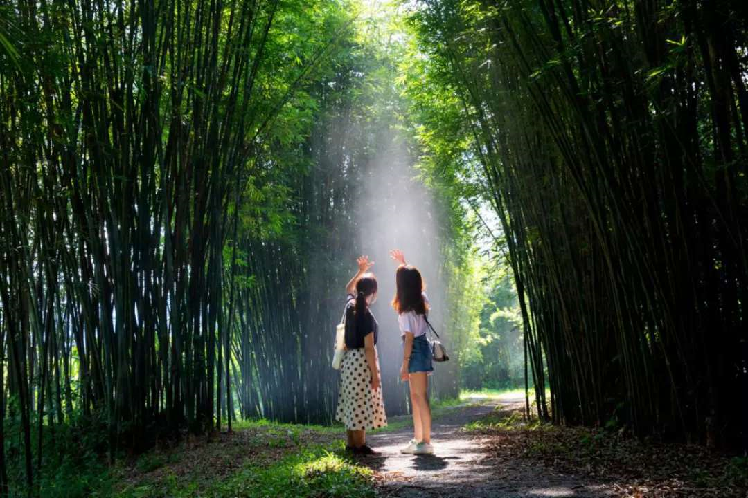 三等奖：《绿野仙踪》-黄淑敏