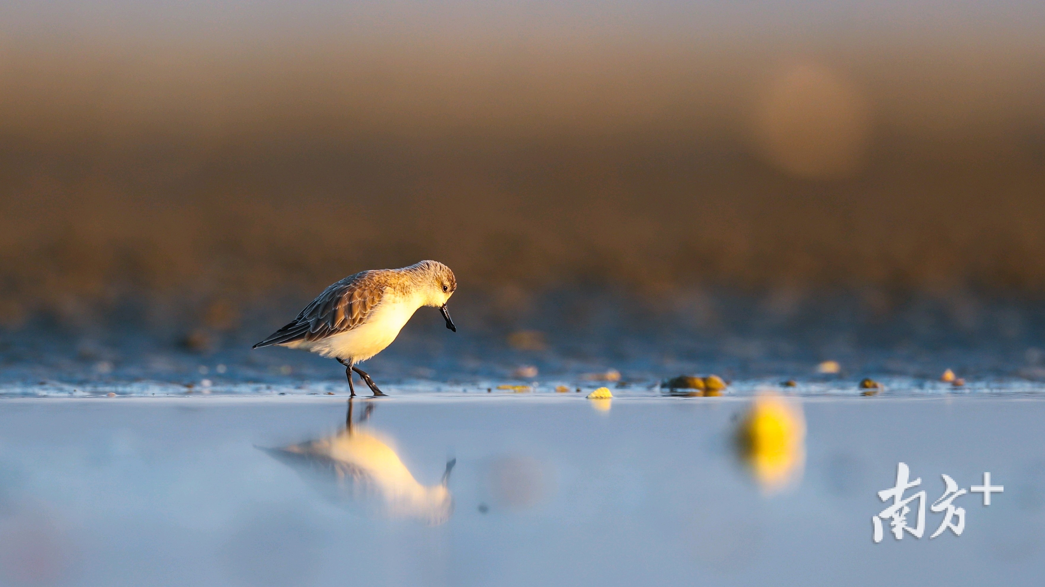 勺嘴鹬的瞬间。