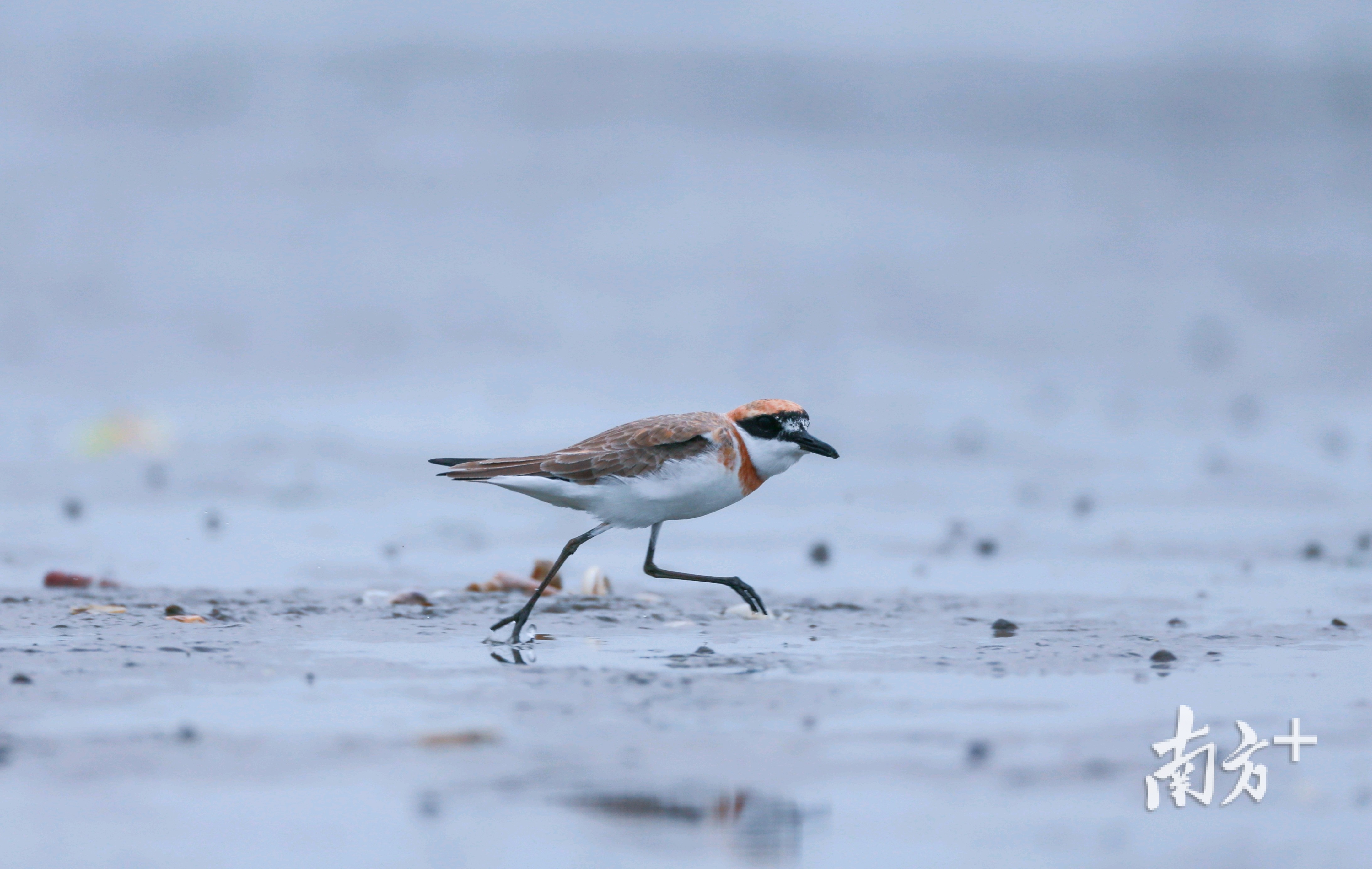 候鸟在北寮村湿地。