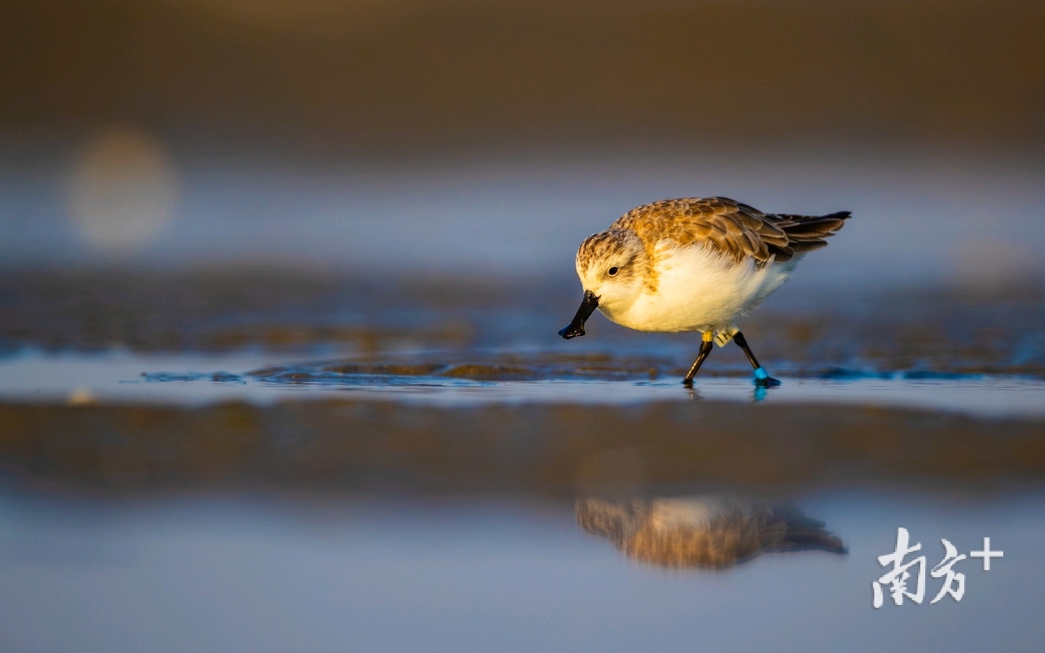 勺嘴鹬的瞬间。
