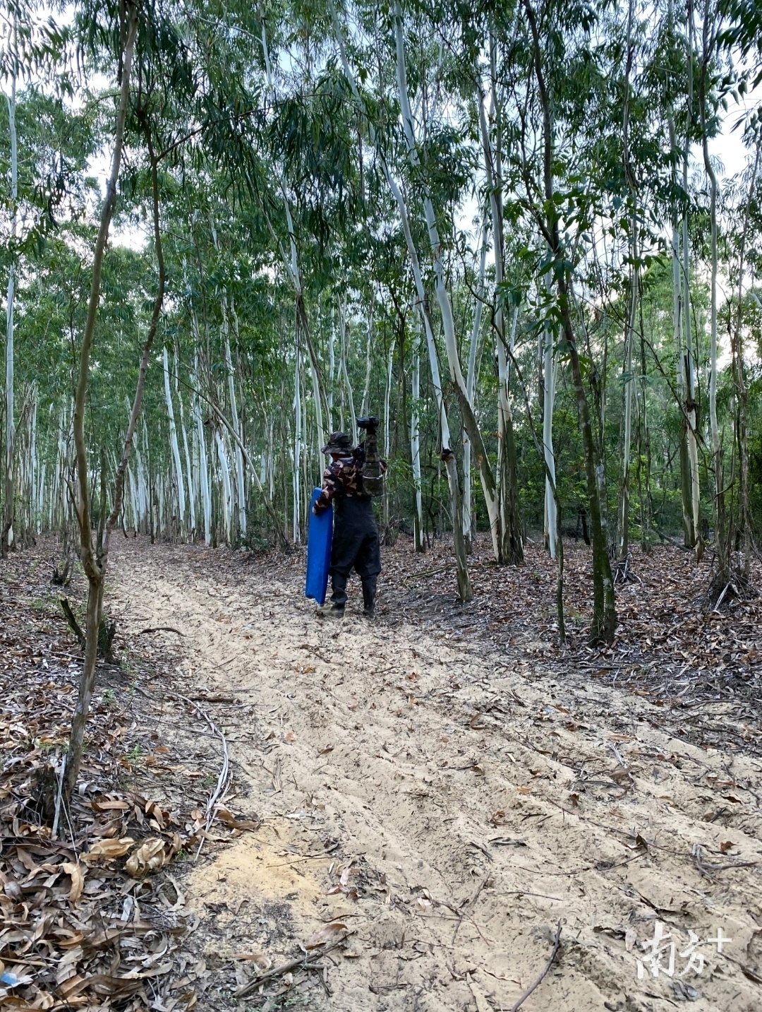 穿越无人树林。