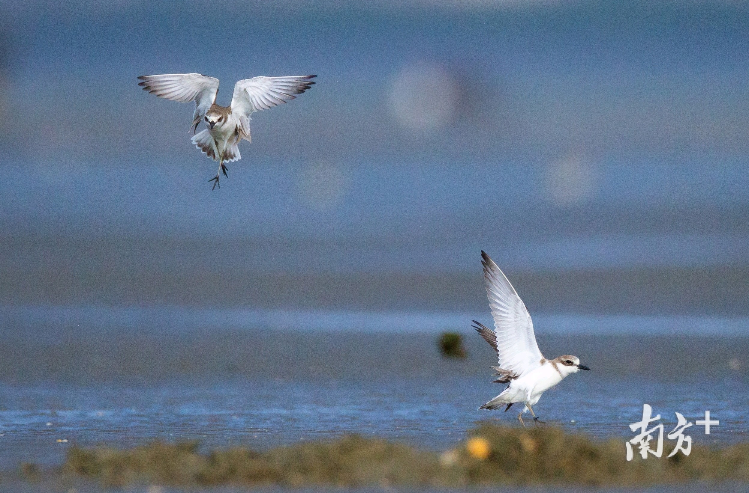 现身阳西北寮红树林湿地的铁嘴沙鸻。 现身阳西北寮红树林湿地的铁嘴沙鸻。