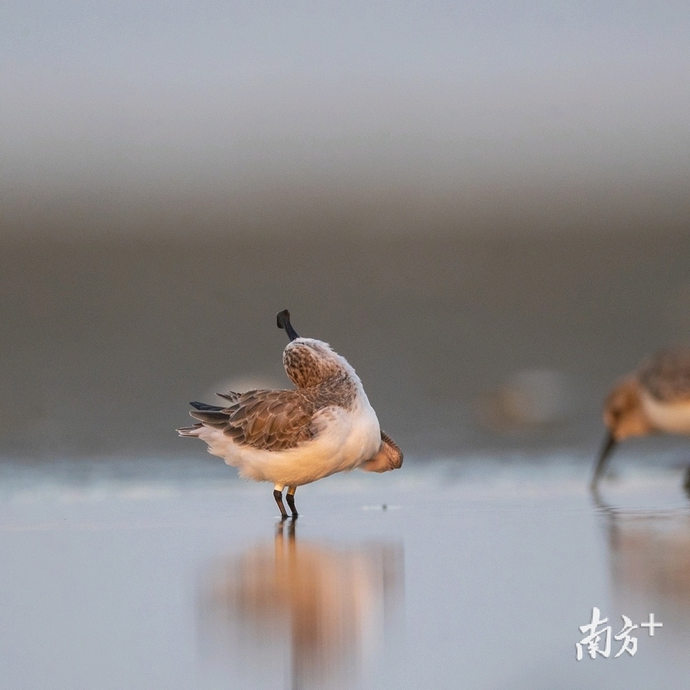 勺嘴鹬的瞬间。 勺嘴鹬的瞬间。