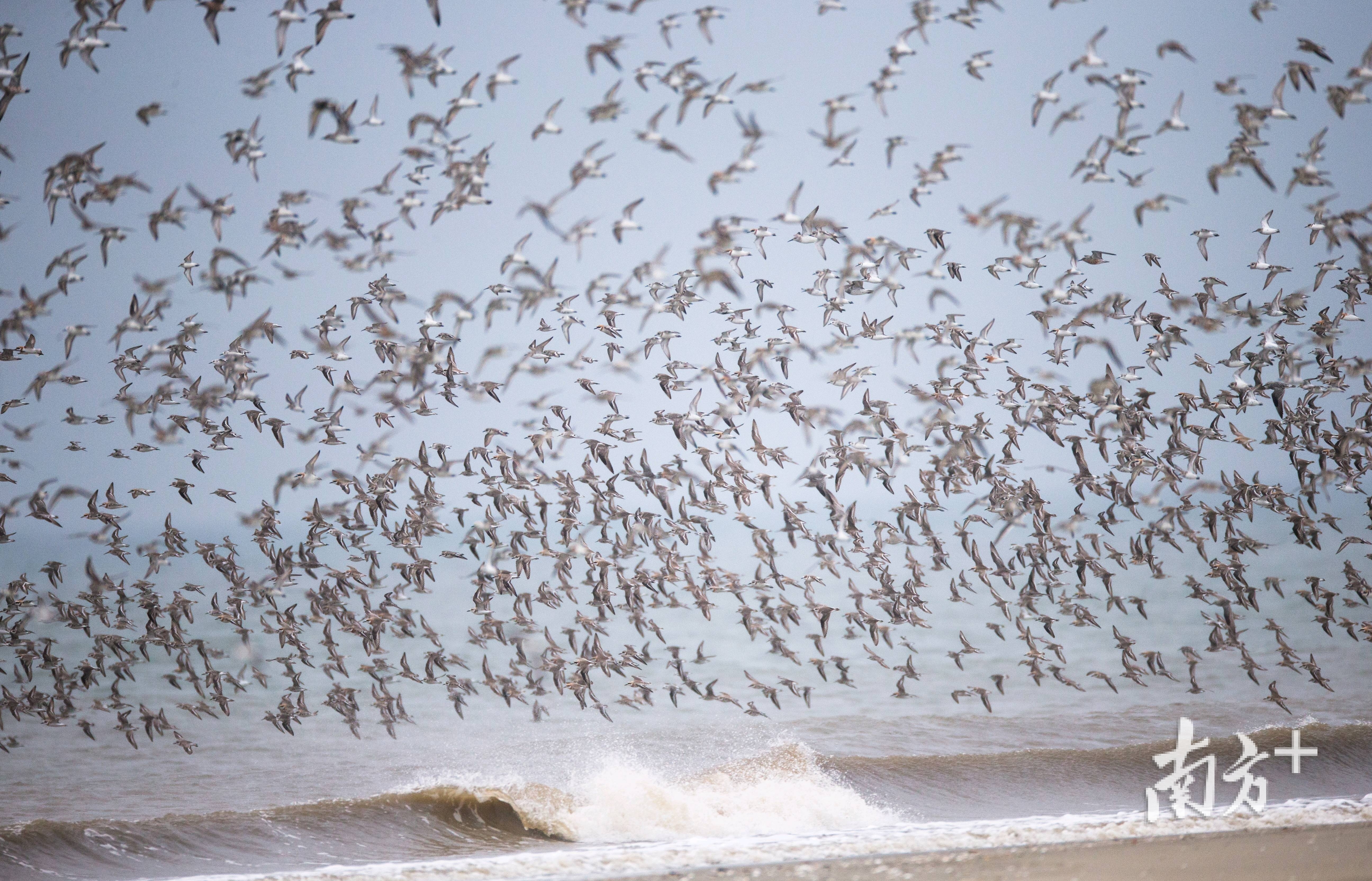 北寮村“鸟潮”。