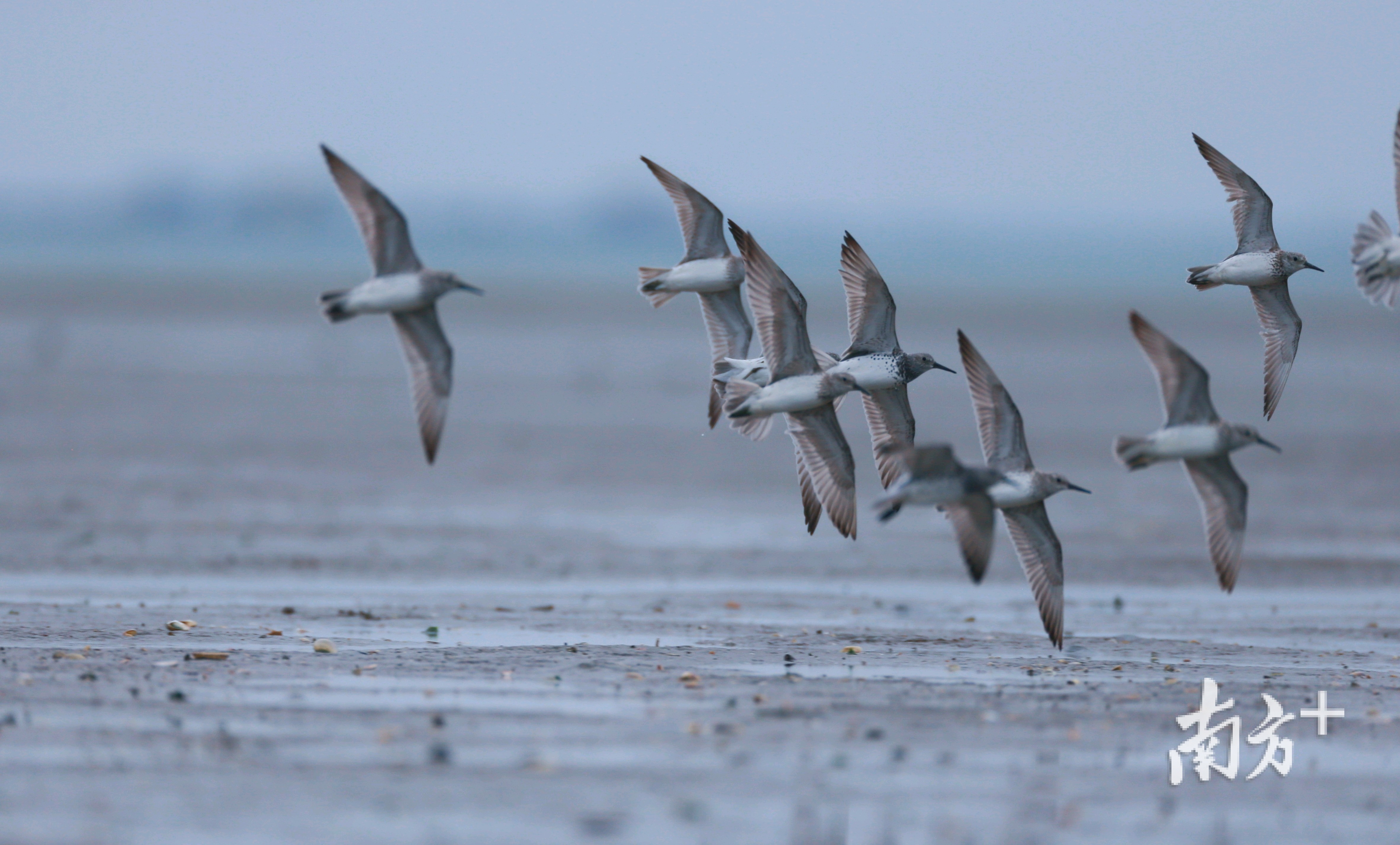 候鸟在北寮村湿地。