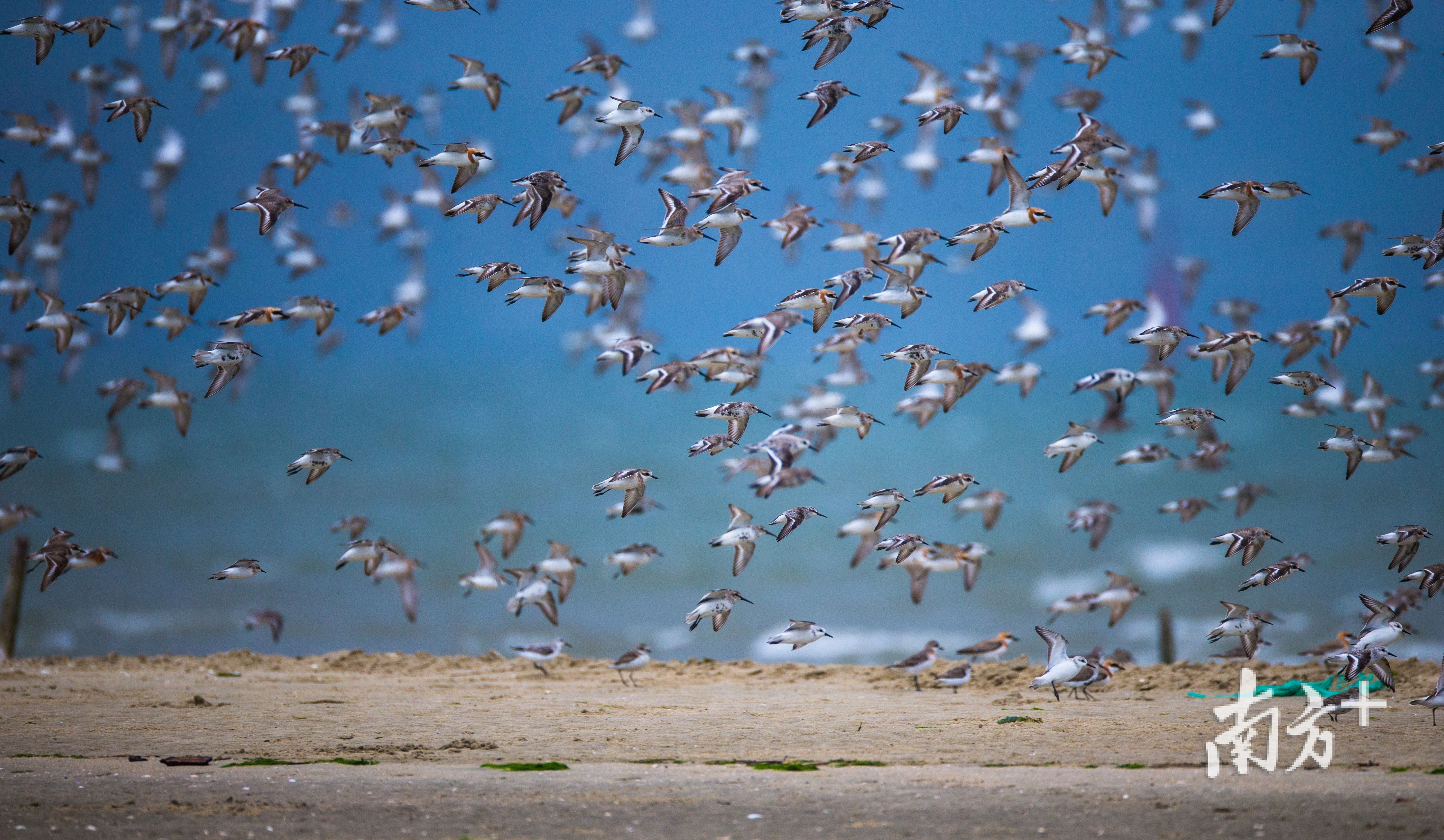 北寮村“鸟潮”。