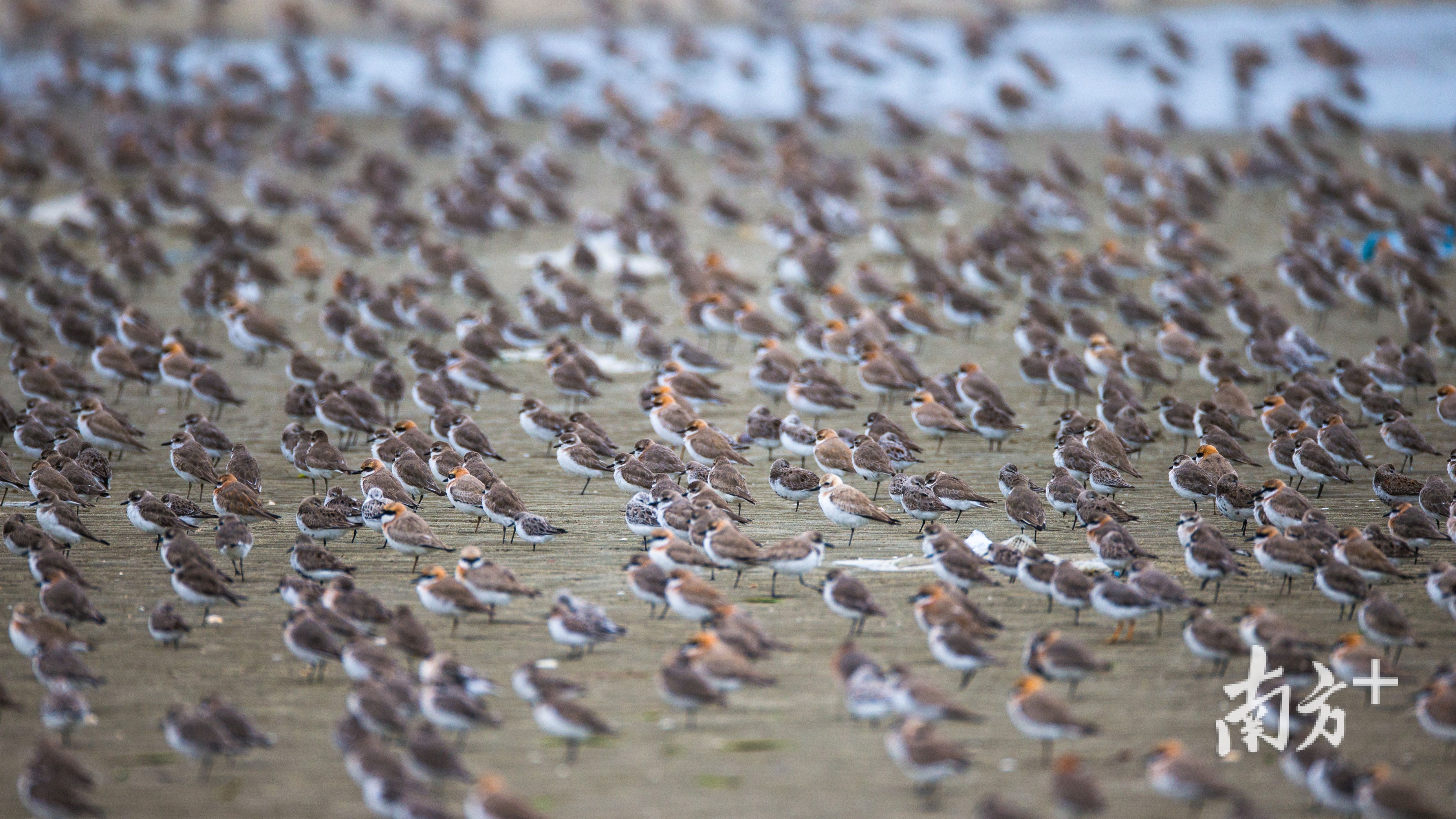 候鸟在北寮村湿地。