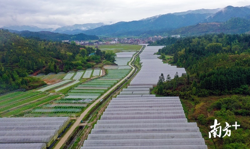 投资400万元新建的育苗大棚