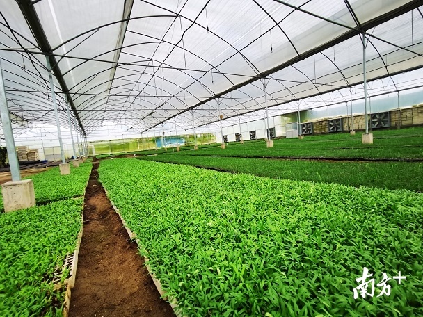 千亩有机蔬菜种植基地