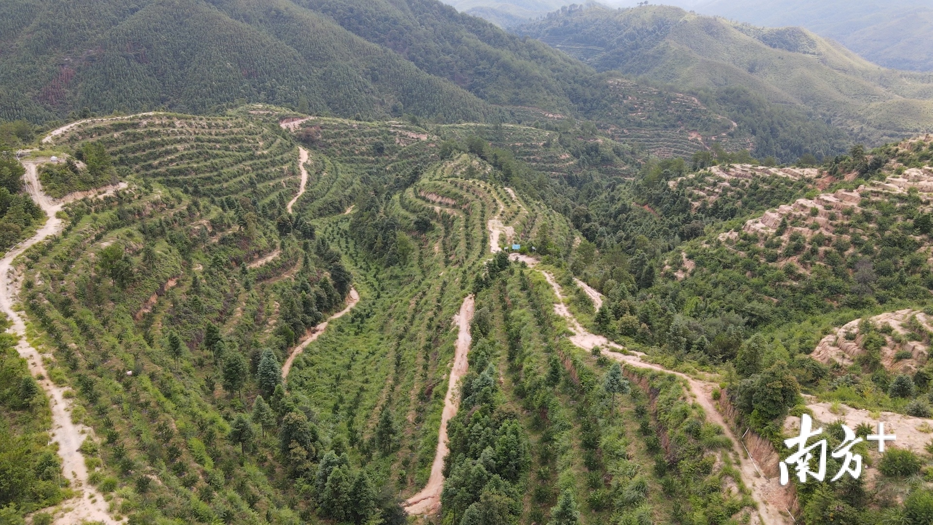 始兴鹰嘴桃成熟上市，特色农业成为农民增收致富新抓手