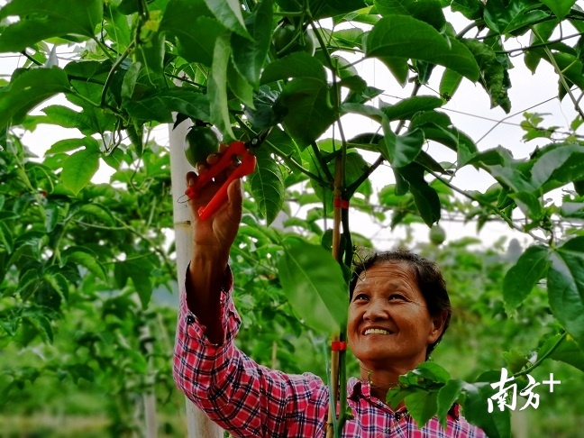 流转了土地的农户还在基地务工,实现家门口就业。 流转了土地的农户还在基地务工,实现家门口就业。