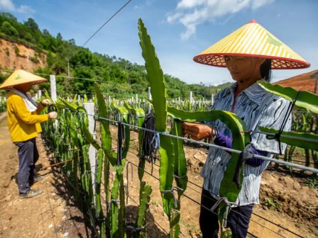 走向我们的小康生活 | 泗纶镇:扶贫产业基地助力脱贫攻坚