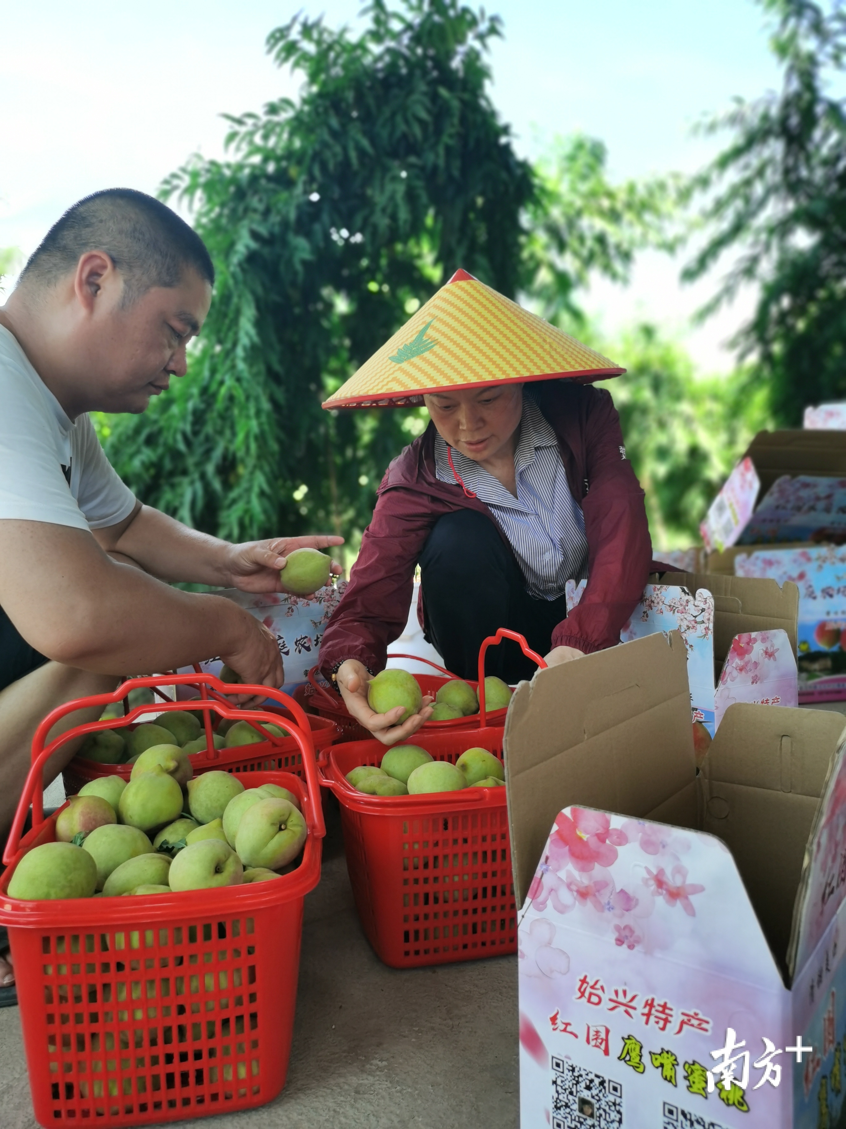 始兴鹰嘴桃成熟上市，特色农业成为农民增收致富新抓手