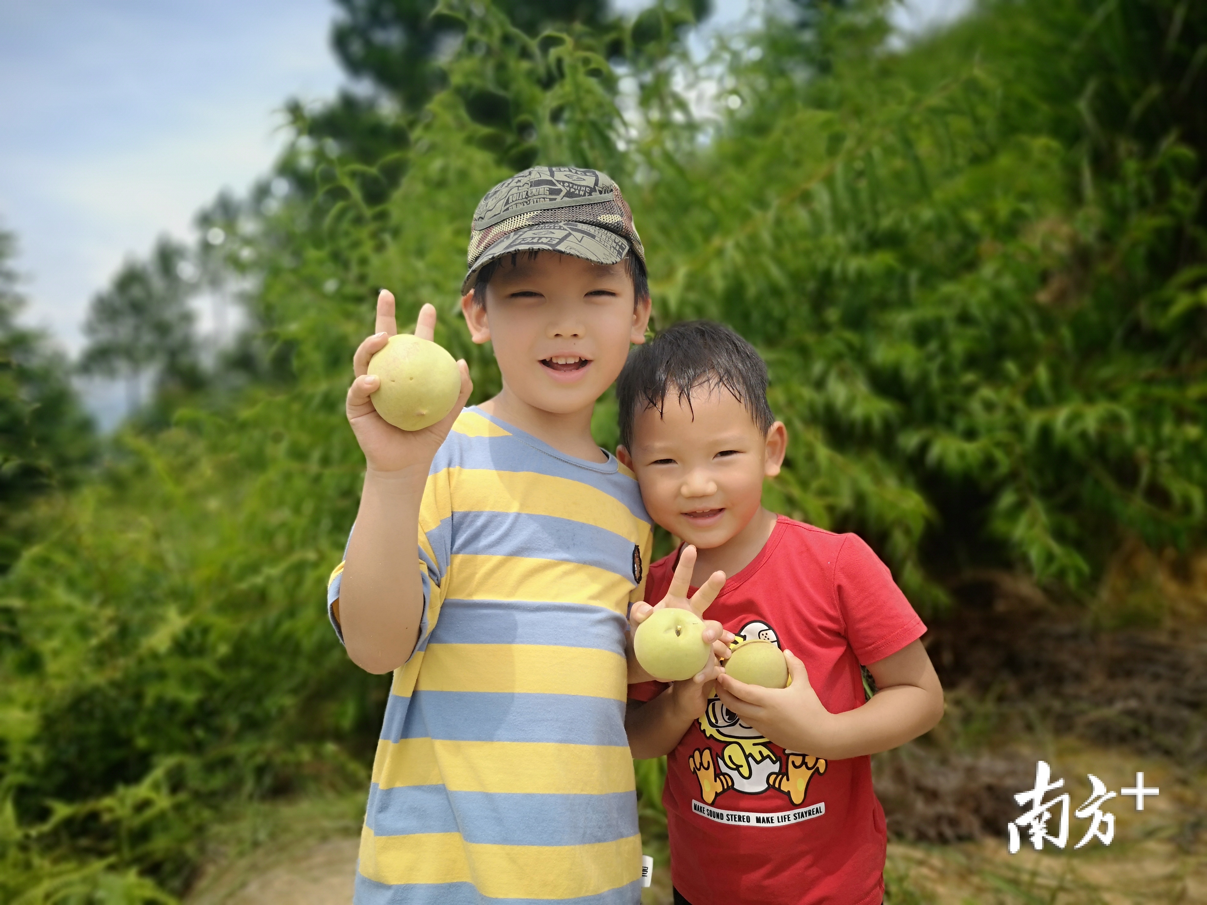 始兴鹰嘴桃成熟上市，特色农业成为农民增收致富新抓手