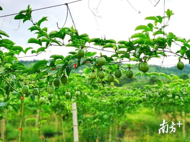 千亩有机特色水果种植基地里的800亩百香果即将成熟,迎来丰收