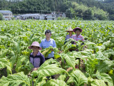 梅州平远社南村：烟叶成为脱贫“黄金叶”，致富梦填满“空心村”｜决战决胜脱贫攻坚