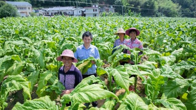 梅州平远社南村：烟叶成为脱贫“黄金叶”，致富梦填满“空心村”｜决战决胜脱贫攻坚