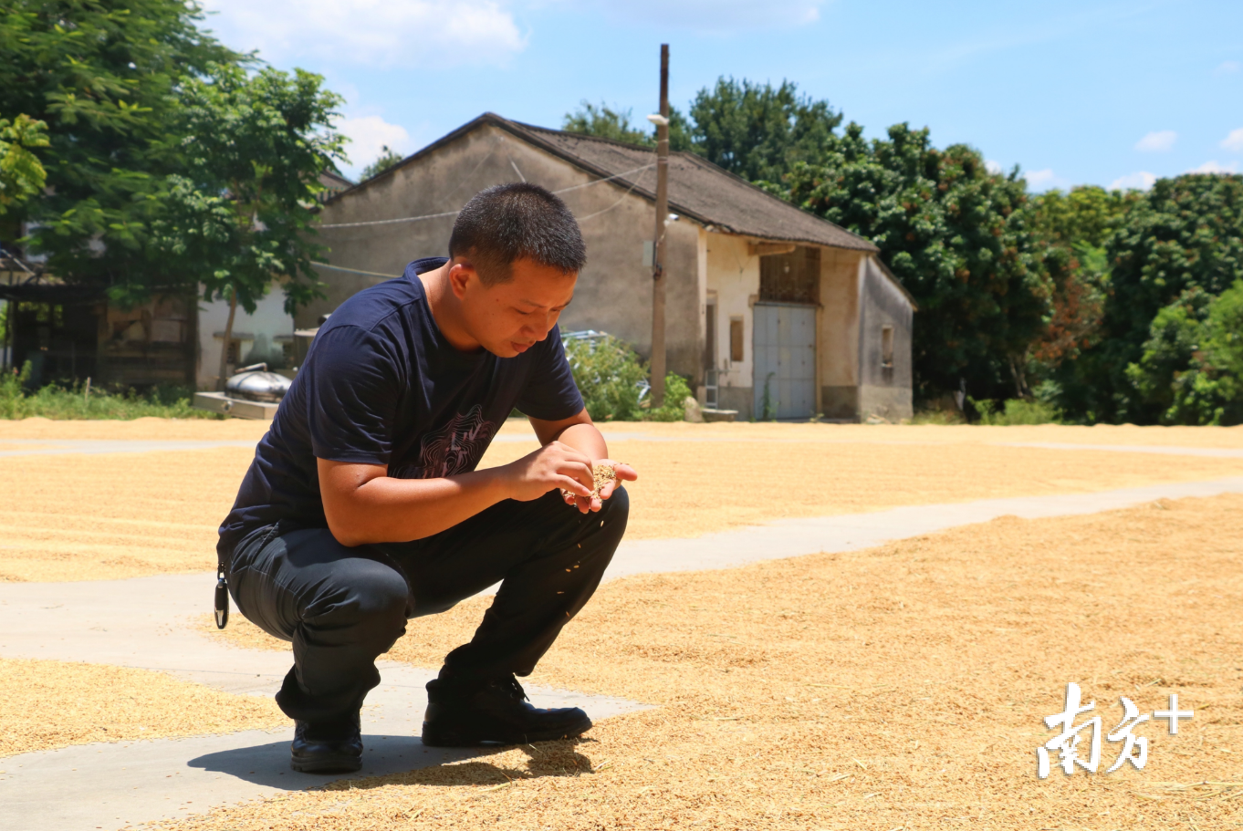 刘维才在查看今年收割的香米。许钰敏 摄 刘维才在查看今年收割的香米。许钰敏 摄