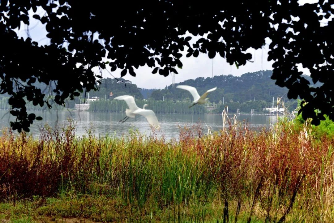 刘琼 摄 刘琼 摄