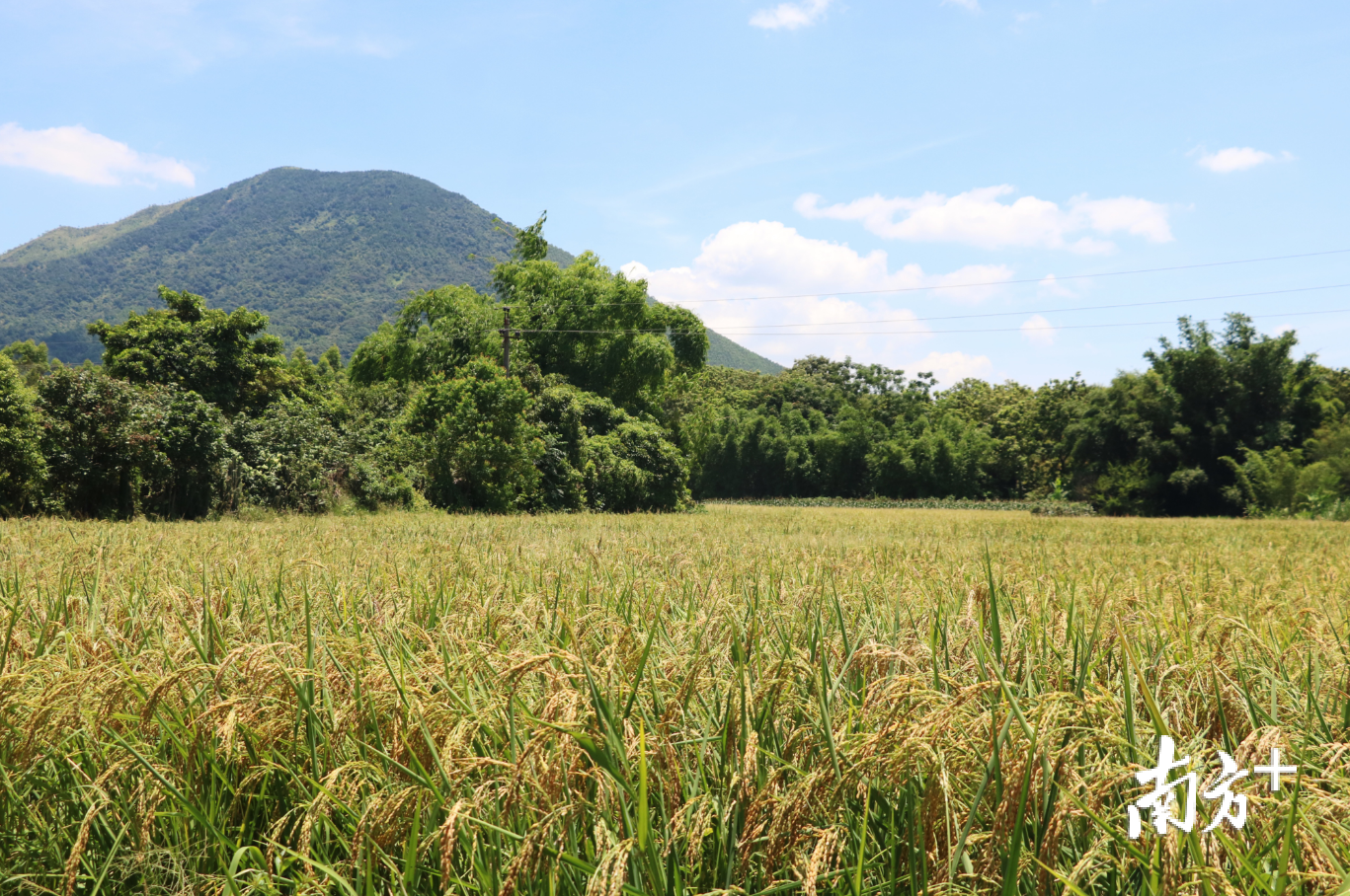 溪西村的香水稻田。许钰敏 摄 溪西村的香水稻田。许钰敏 摄