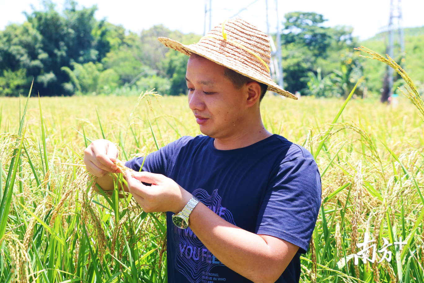 刘维才在稻田里照看香水稻长势。许钰敏 摄 刘维才在稻田里照看香水稻长势。许钰敏 摄