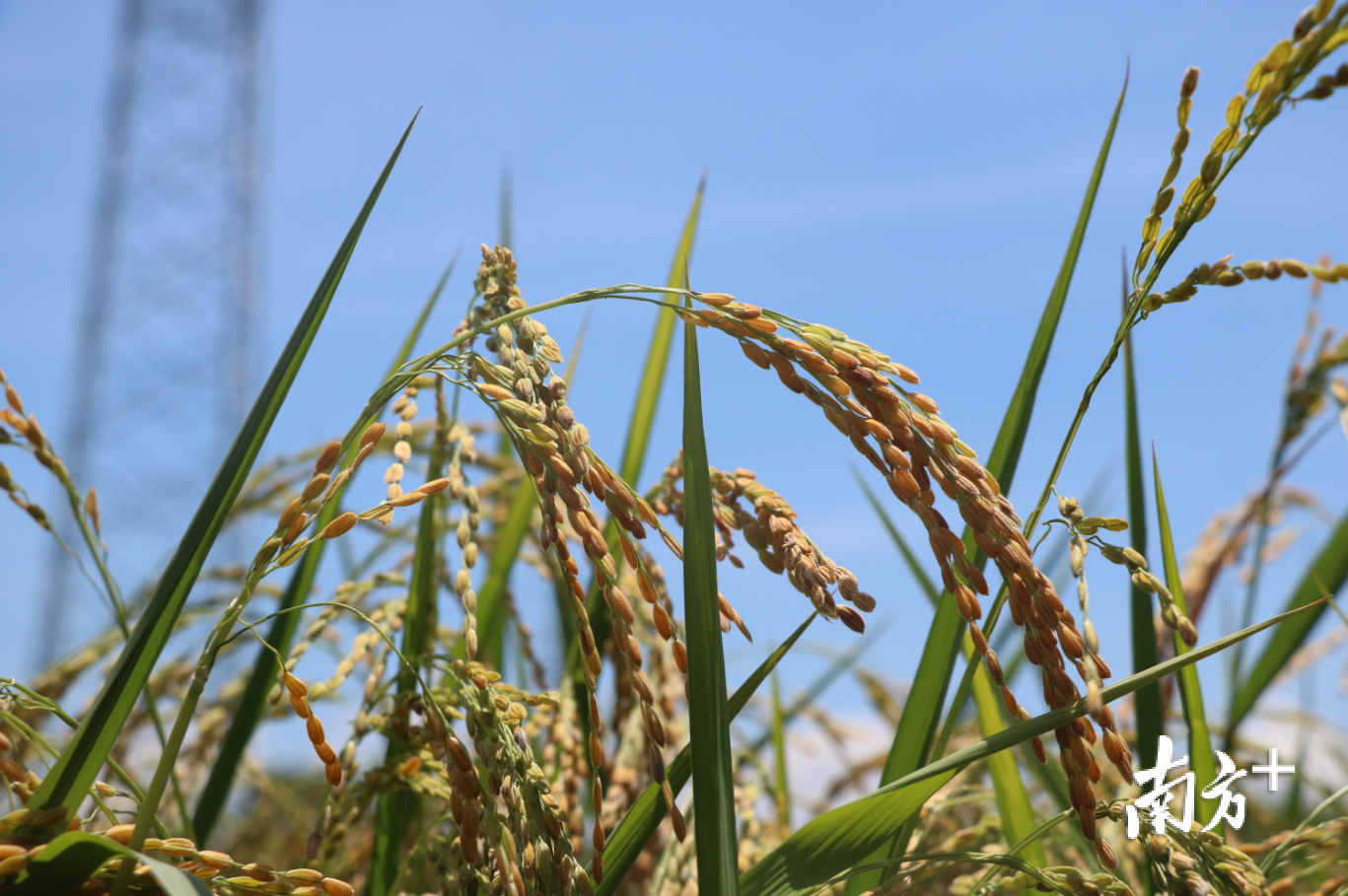 香水稻颗颗金黄饱满。许钰敏 摄 香水稻颗颗金黄饱满。许钰敏 摄