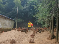 贫困成往事，韶关始兴河渡村走出自己的小康路