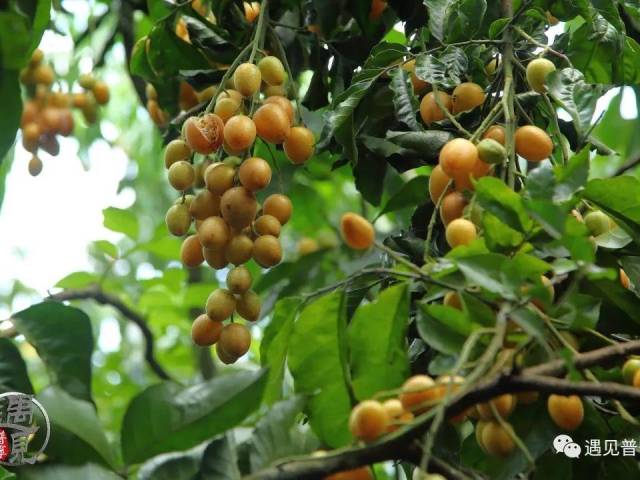 遇见普宁--赤岗山村黄皮熟了